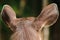 The ears of a fur deer are light brown