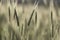 Ears of golden wheat close up. Background of ripening ears of meadow wheat field. Blurring the focus. The concept of