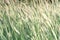 Ears of golden wheat, close up. Summer background of ripening spikelets of agriculture landscape