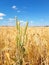 Ears of golden wheat field with wind power