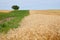 Ears of grain Secale cereale field with a lonely tree at background.