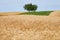 Ears of grain Secale cereale field with a lonely tree at background.