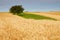 Ears of grain Secale cereale field with a lonely tree at background.