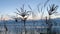 Ears of grass gently swinging in the wind on sea background at sunset