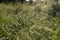 Ears of green grass in field. Field overgrown with grass