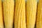 Ears of mature yellow corn.