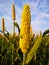 Ears of millet growing on a blue sky background
