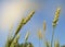 Ears of oats and wheat ripen in the field against the blue sky and sunlight. The concept of growing organic bio products