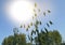 Ears of oats and wheat ripen in the field against the blue sky and sunlight. The concept of growing organic bio products