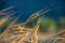 Ears of organic spelt Triticum spelta in a field at dawn, Hautes-Alpes, France