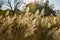 Ears in the rays of the setting sun. Reeds swamp in the light of the rays of the setting sun on the background of