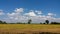 The ears of rice have grown and fallen, and the time of harvest is near. Overlooking the green trees Bright sky with white clouds