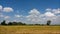 The ears of rice have grown and fell, and the time of harvest is coming soon. Overlooking the green trees Bright sky with white cl