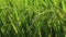 ears of rice plants swaying by wind in green rice fields.