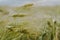 Ears of ripe barley ready for harvest growing