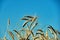 Ears of ripe corn against the background of summer sky