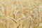 Ears of ripe wheat. Wheat field, farmland, nature, environment. Rich harvest of grain crops