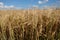 Ears of rye against the blue sky on a hot summer evening. Ripe crops. Farm plants