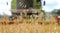 Ears of rye grain on the background of a defocused combine.