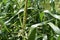 Ears and stalks in a green corn field