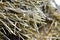 Ears and stalks in a straw haystack close up