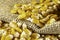 Ears of Sweet Corn and seeds in jute background with selective focus