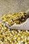 Ears of Sweet Corn and seeds in jute background with selective focus