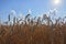 Ears of wheat against the blue sky on a hot summer evening. Ripe crops. Farm plants