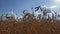 Ears of wheat against the blue sky on a hot summer evening. Ripe crops. Farm plants