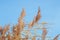 ears of wheat against the blue sky. Phragmites against the sky. reed layer, reed seeds. Golden reed grass in the fall in the sun.
