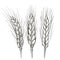 Ears of wheat. Barley cereals harvest, spike, grain, corn, agriculture, organic farming, healthy food symbol. Bakery