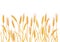 Ears of wheat. Barley cereals harvest, spike, grain, corn, agriculture, organic farming, healthy food symbol. Bakery