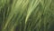 Ears of wheat close up. Growing Wheat field in sunset. Field of green raw wheat swaying. Peaceful scene. Slow motion video