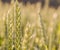 Ears of wheat closeup in the sunlight cornfield Background