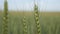 Ears of wheat field