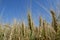 Ears of wheat in the field close-up photo