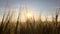 Ears of wheat in a field at sunset sway in the wind, close-up