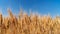 Ears of wheat grow in a field on a farm