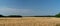 Ears of wheat grow in a field on a farm