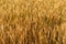 Ears of wheat grow in a field on a farm