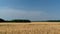 Ears of wheat grow in a field on a farm