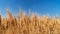 Ears of wheat grow in a field on a farm