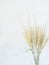 Ears of wheat of a light green pastel shade in vase on a white background