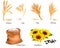 Ears of wheat, oat, rye, sunflower and barley.