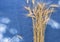 Ears of wheat over blue background