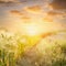 Ears of wheat at sunset against beautiful sky , nature background