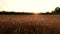 Ears of wheat waving on summer breeze