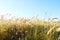 Ears of wild cereals bend under the wind against the blue sky