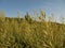 Ears of wild grass Festuca pratensis lit by the rays of the sun