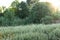 Ears of young green wheat. Amazingly beautiful endless fields of green wheat